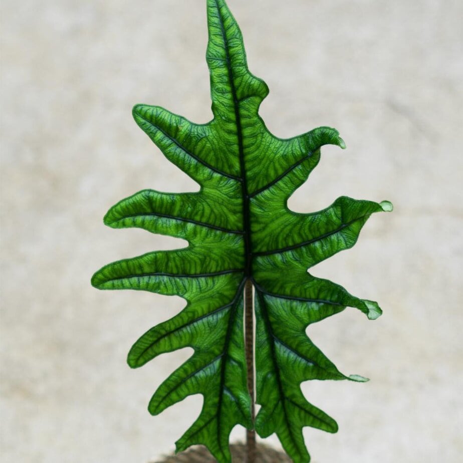 Alocasia Are NOT Easy to Care For (But They're Great For